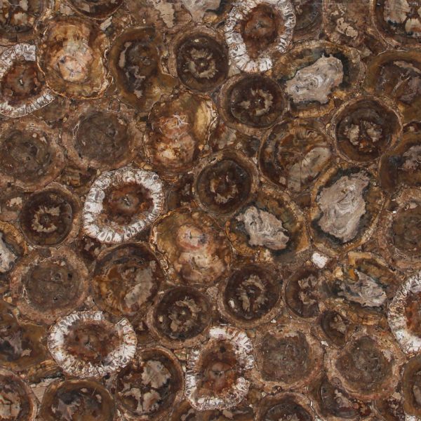 Brown Petrified Wood Normal